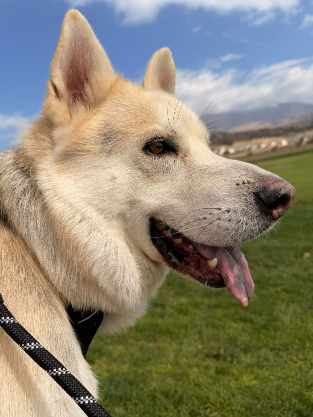 Close-up of Caspian in profile, ears up and tongue out, with a green field and hills behind him.